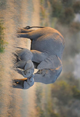 African Elephant