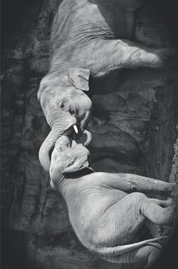 Elephants